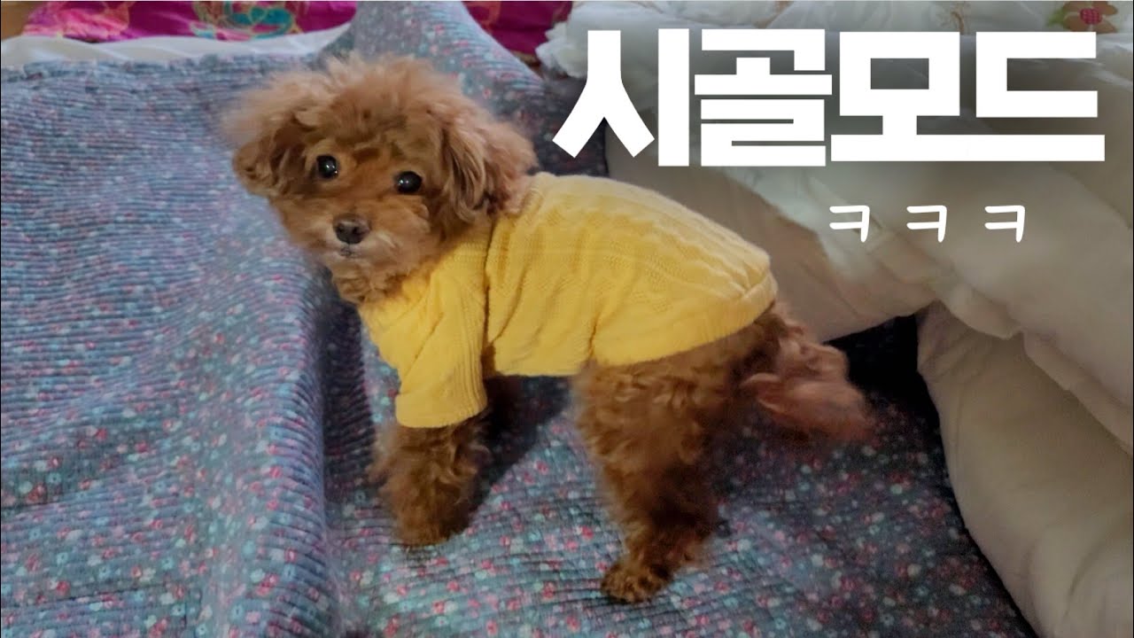 시골만 가면 강아지 표정이 달라지는 진짜 이유ㅋㅋㅋ