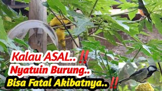 FATAL AKIBATNYA JIKA SALAH MENYATUKAN BURUNG KE DALAM SATU KANDANG AVIARY - @su Kamdi ​