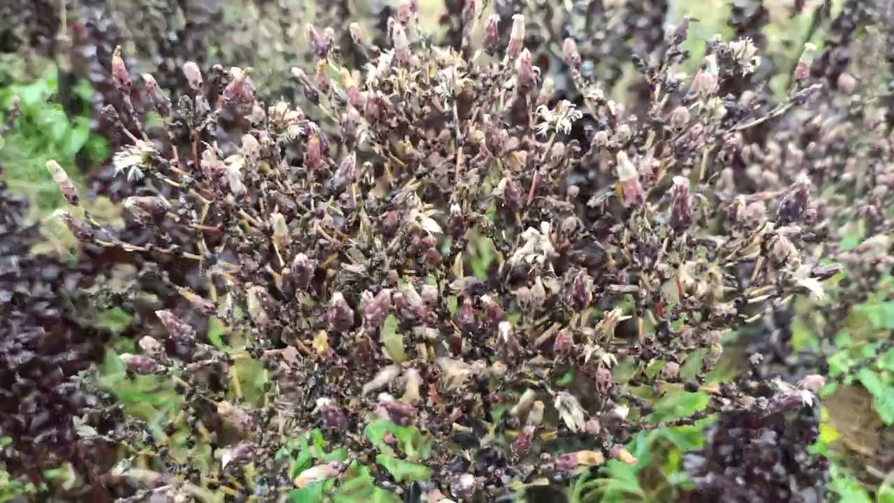 Seeds of Red lettuce plant | Cultivation in Bangalore