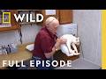 12 Days Of Pol Puppy Pandemonium Full Episode The Incredible Dr Pol Nat Geo 12 Days Of Pol Puppy Pandemonium Full Episode The Incredible Dr Pol Nat Geo