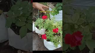 Download Lagu bunga mawar merah #mawar #mawarmerah #bungamawarmerah #bungamekar MP3