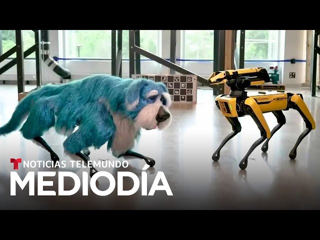 Son robots de perros y uno se 