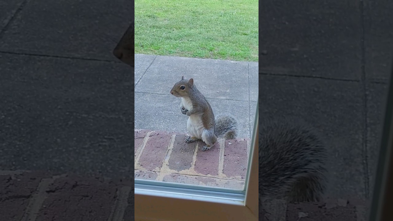 squirrel running fast 