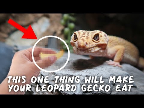 Video: Vad gör du om din Leopard Gecko inte kommer att ta bort