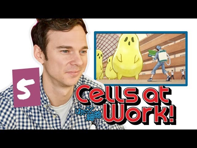 Random Wednesday #2: Cells At Work Episode #1