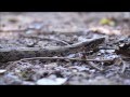 Boa constrictor  sinnamary  french guiana