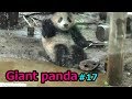 Giant panda⑰ 泥んこシャンシャン 雨でも元気 ジャイアントパンダ【上野動物園】