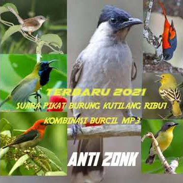 suara pikat burung Kutilang ribut. kombinasi burcil. mp3