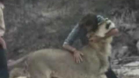 Christian the Lion [from www.metacafe.com].flv