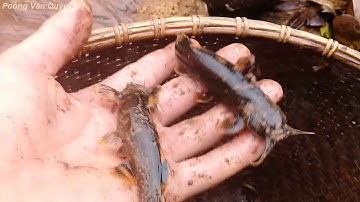 Đắp Và Bắt Cá Bống