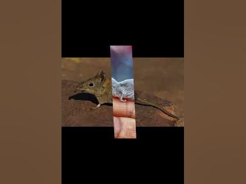 Карликовая многозубка - YouTube