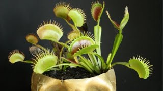 Feeding my Venus Flytraps