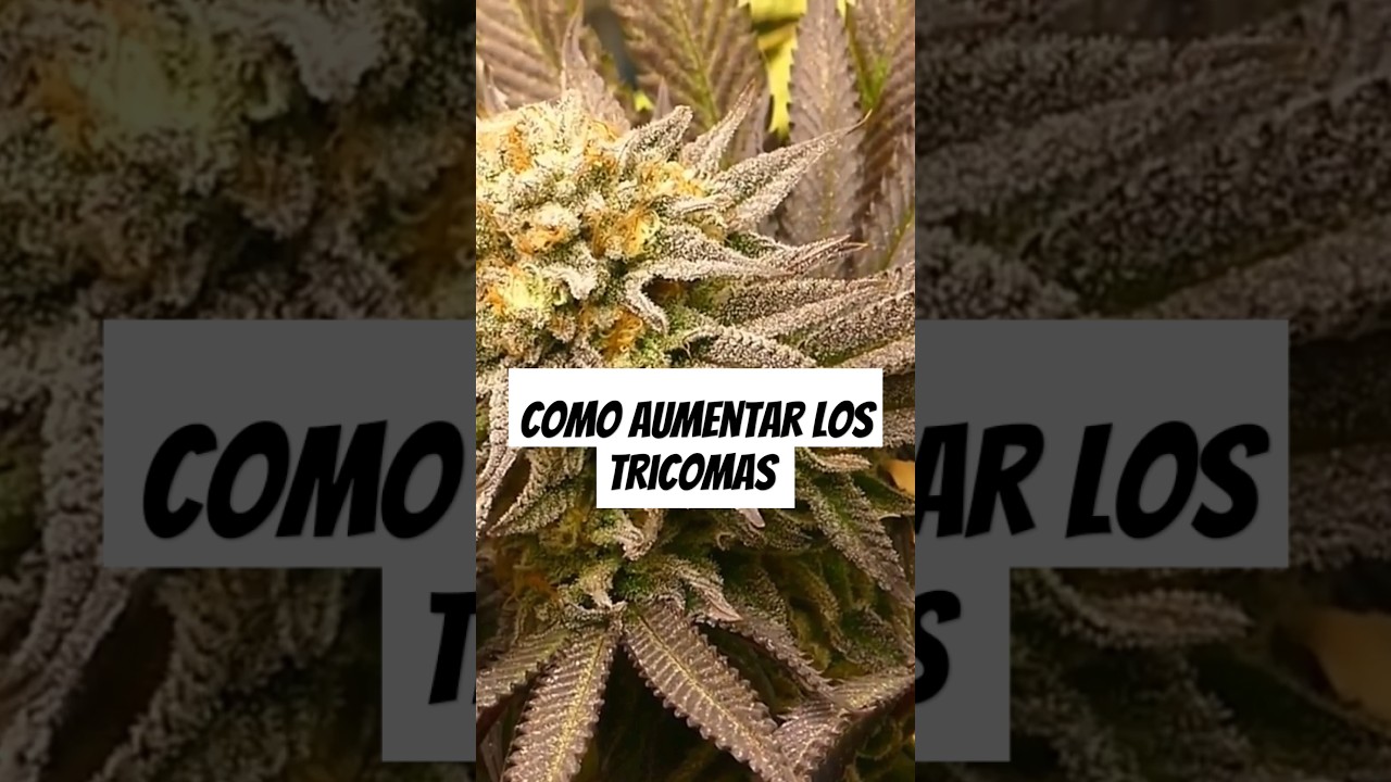 COMO AUMENTAR TRICOMAS 💎 
