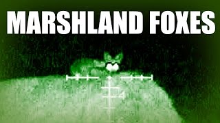 Roy's Marshland Foxes