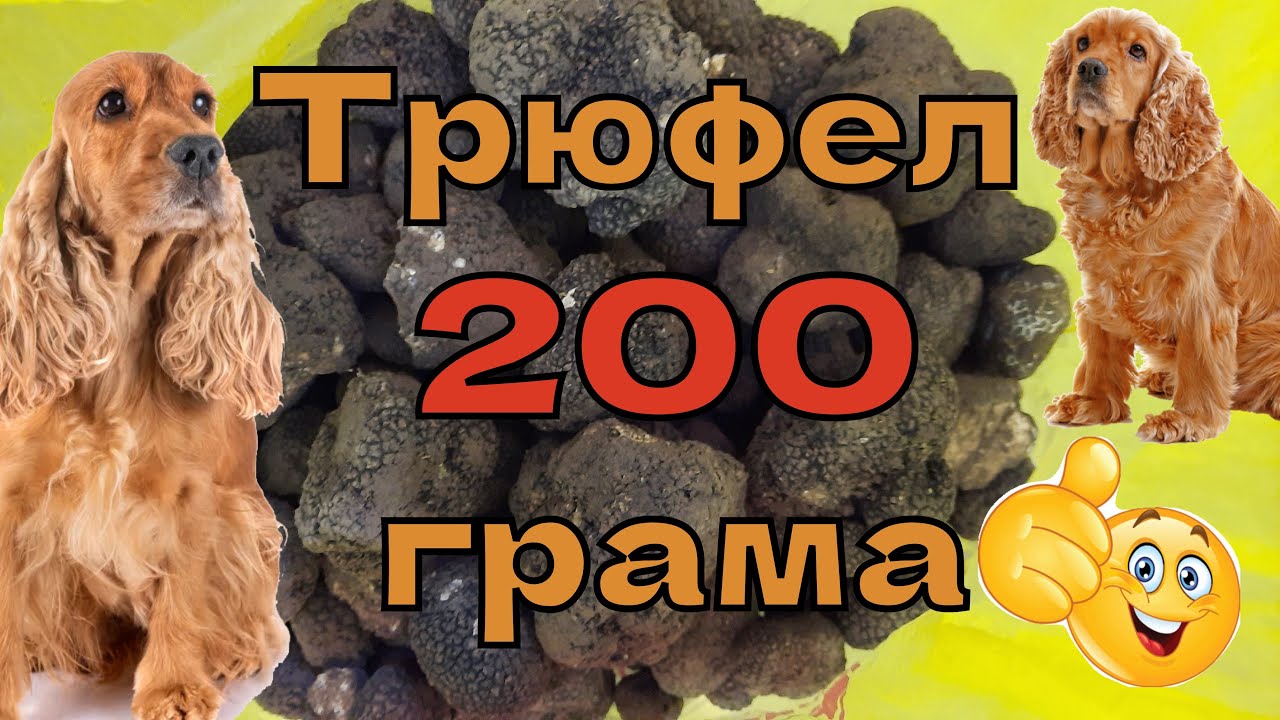 Трюфел 200 грама днес / Truffle 200 grams today