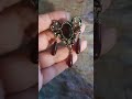 Удивительная брошь с гранатовым стеклом #brooch #винтажныеукрашения #jewelry #барахолка