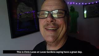 Lucas Gardens 420 Medical Cannabis grow, introducing our new baby chickens!