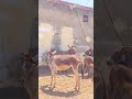حياة الحمير البرية في الصحراء قاسية جد ا حيث تكافح من أجل البقاء قبل هطول المطر 4  2026