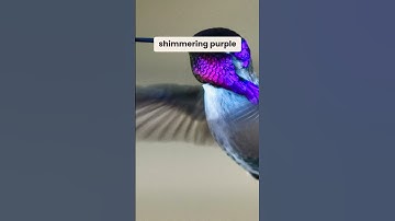 Blacked Chinned Hummingbird 🌺🚀#Hummingbird #NatureDocumentary #BirdWatching #WildlifeExploration