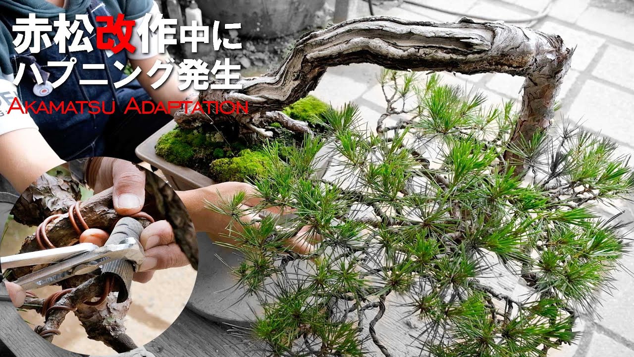 【赤松】枝を180度曲げる改作でハプニング発生！展示会の主木作成【盆栽Q】