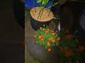 #beginnergardener #ihavethisthingwithplants #foodielover