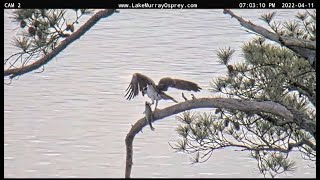 Lake Murray Osprey Ricky dives catches whopper 7:01pm 4-11-2022