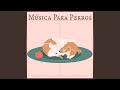 Msica de terapia para perros