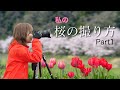 今年の桜〜私はこんな風に撮りました🌸