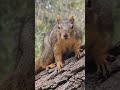up close and personal with this furry little squirrel #outdoors #wildlife #shorts