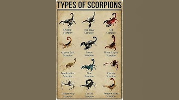 Types Of Scorpion Arizona Bark Scorpion Part 01🦂#types #scorpion #kalajengking