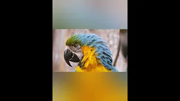 nature | Blue-and-yellow macaw | parrot | bird | forest | beautiful scene |realistic|EP1| 🐦🏞️🌄🤩😍🥰❤️💕