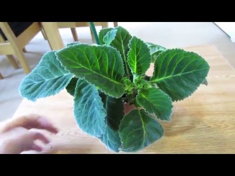 Video: Fiore di Gloxinia: assistenza domiciliare, coltivazione e caratteristiche