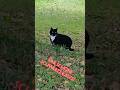 Eine schöne schwarze Katze!🐺 #nature #animals #katlove #fun
