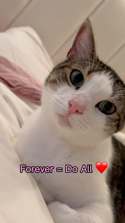 How long?🥺🐱 #cat #cats #catlovers #catvideos #cutecat #catshorts