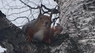 Немного кадров вчерашней прогулки с Ричи Белкиным 🐿️😊❤️