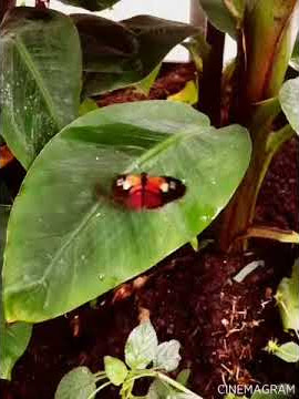 Butterfly Cinemagram