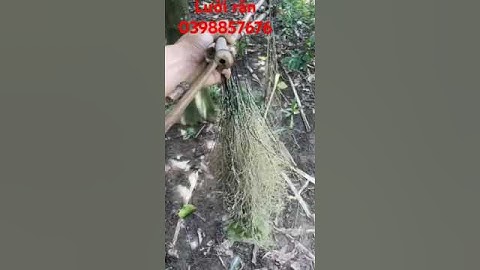 Lưới rắn thái lan. Lưới bẫy rắn. Cách bẫy rắn bằng lưới hiệu quả #luoitanghinh #luoichimdem #bayran