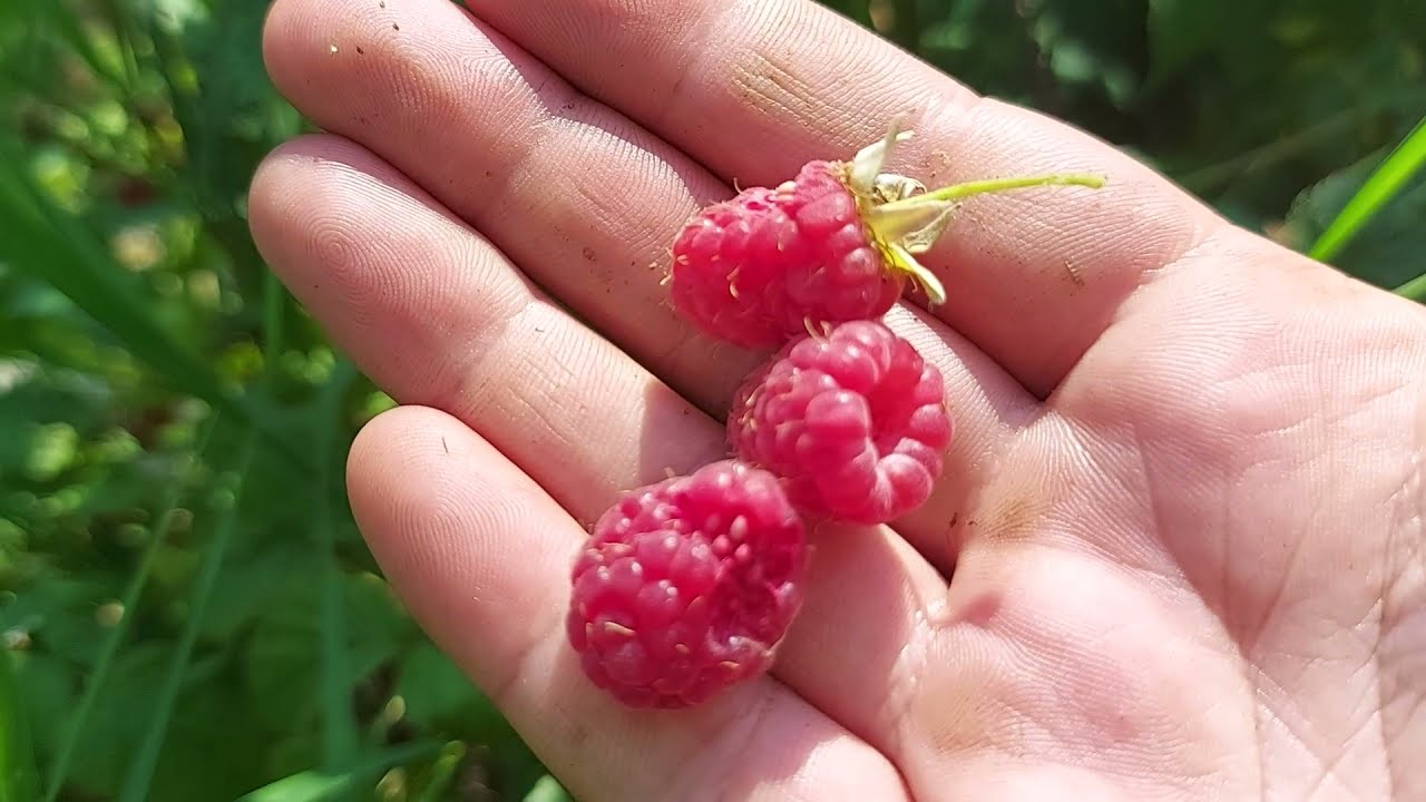 Raspberry Companion Plants