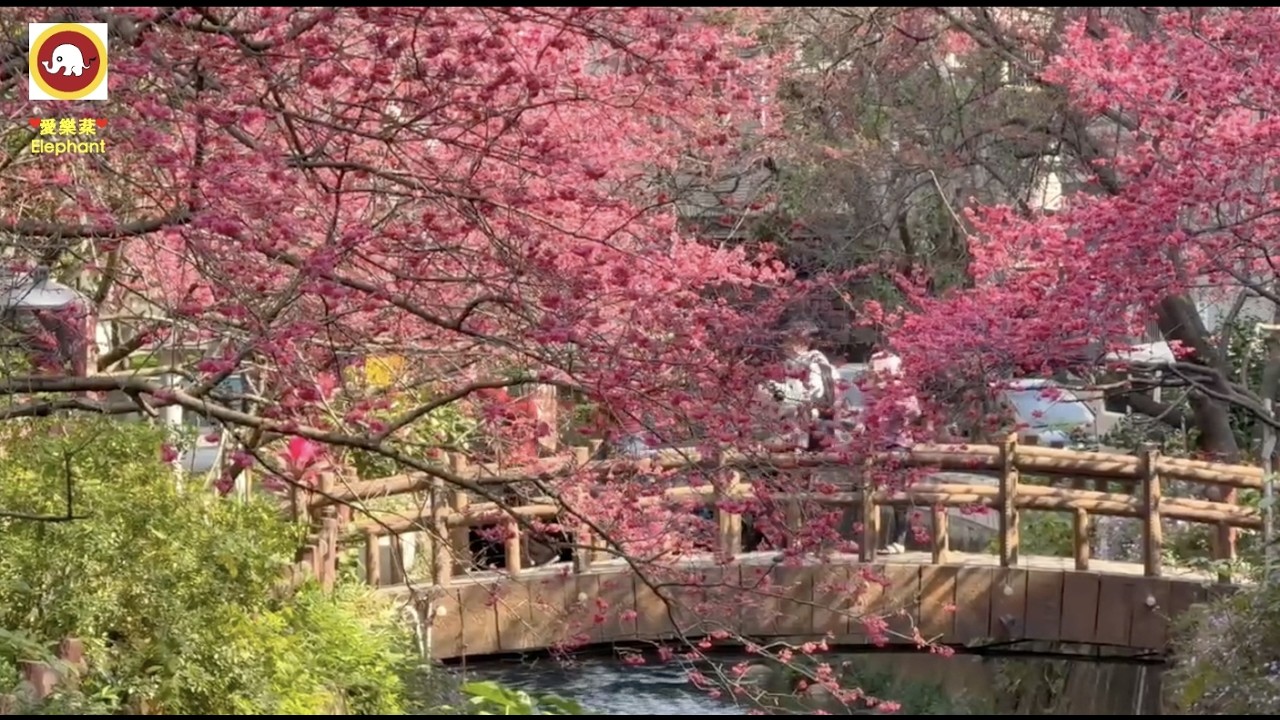 中壢莒光公園（二）☆「春暖花開 百花齊放、一元復始 萬象更新」☆「莒光公園」由來分享☆中壢區「莒光公園」是一個社區型 「狹長帶狀公園」 中間有一條「黃屋庄溪」貫穿☆「莒光公園」佔地約二公頃☆