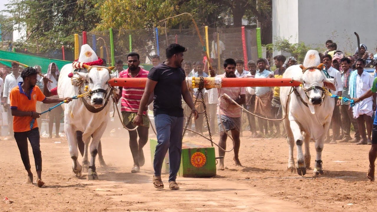 2026-గుర్రబ్బాడు.న్వూకేటగిరి.5వ జత.MBK నరసింహారెడ్డి గారు గురబ్బాడు గ్రామం అనంతపురం జిల్లా 