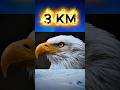 Eagle S Eyes Can Spot You From 3 Miles Away Aun Facts Shorts 