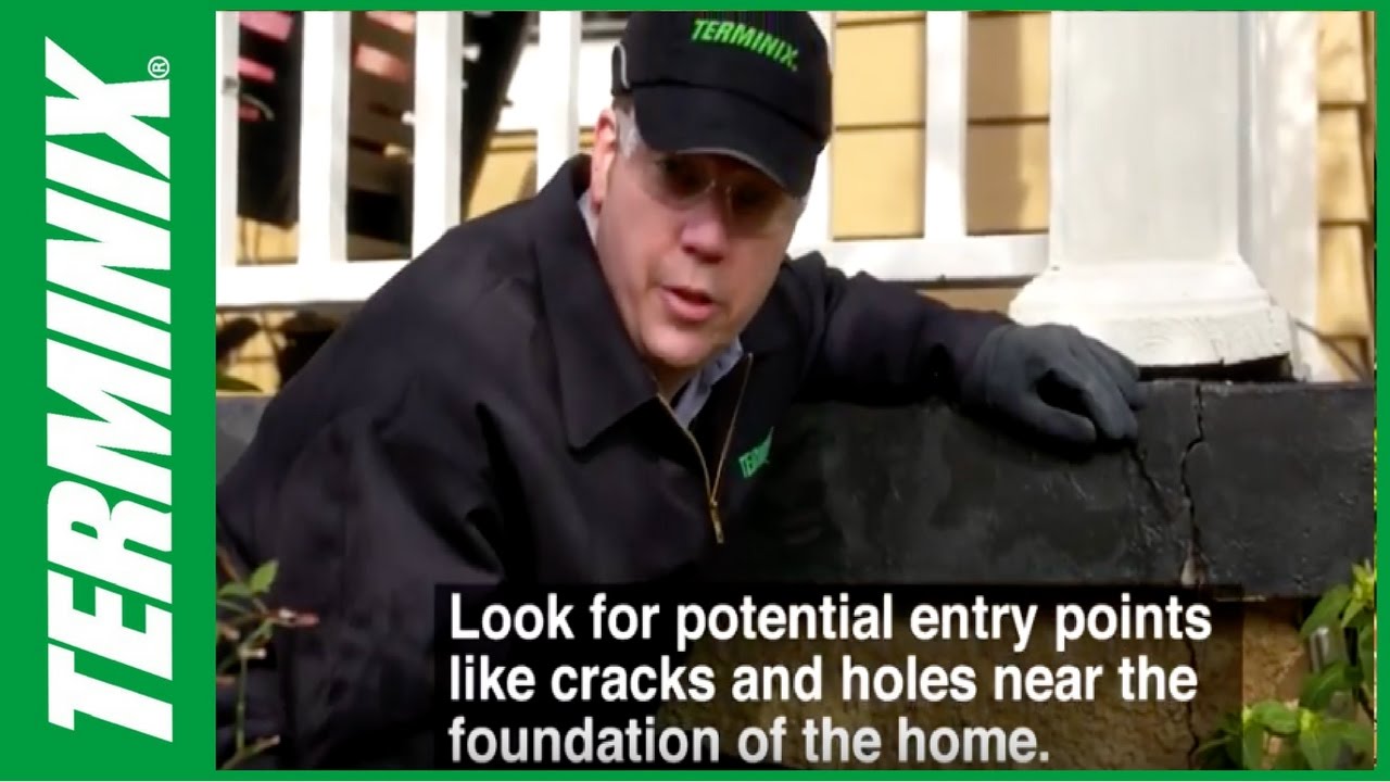 How to Stop Termites: Tips to Protect Your Home - YouTube