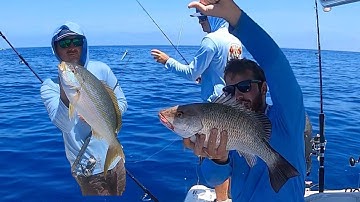How to Catch Mangrove Snapper and Yellowtail Snapper Offshore of Tampa Bay (Surprise Cobia)