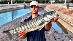 Huge STRIPER caught from downtown Scottsdale CANAL!? 