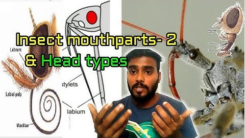 Insect mouthparts-2| Insect head part-3| Fundamentals class-8| Entomology class| English