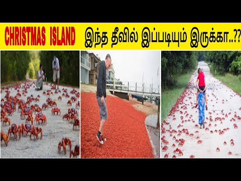 CHRISTMAS ISLAND- இந்த தீவில் இப்படியும் இருக்கா..??//Fact G Fact//Fact in minutes Tamil..#shorts