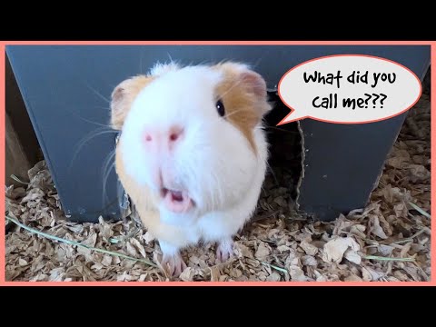 how-we-pronounce-(and-mispronounce)-the-guinea-pig-names
