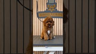 Doggy Daily Episode 524: Toffee the Cavapoo 🐾 #cavapoo #poodle #puppy #cutepuppy #doggrooming