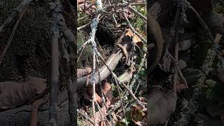First Skink Sighting Spring 2026 in North Georgia #wildlife