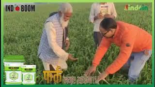 Wheat Crop INDO BOOM: Excellent Results! Mazboot Fasal, Jabardast Fasal !!